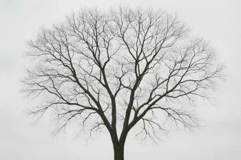 Tree Diagrams