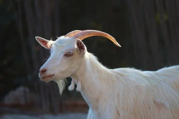 NG Inside B Zlateh the Goat Vocabulary