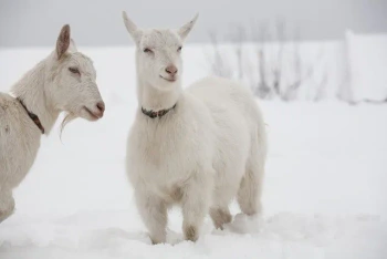NG Inside B Zlateh the Goat Reading Comprehension