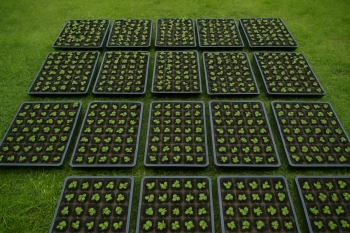 Equal Groups & Arrays