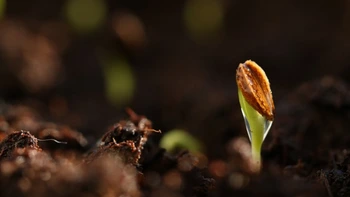TLE-Seed Germination