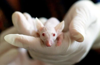 SC Superb Animal Testing Debate Vocabulary
