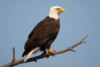 Symbols, Landmarks, and Patriotic Holidays