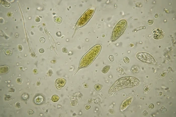 Cells, Unicellular, and Multicellular Life