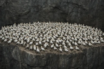 Population Density, Distribution and Size