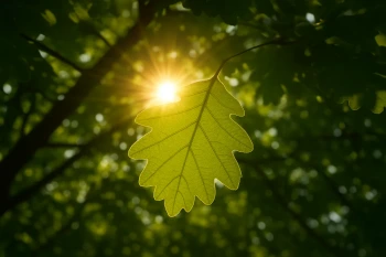 Photosynthesis and Cellular Respiration