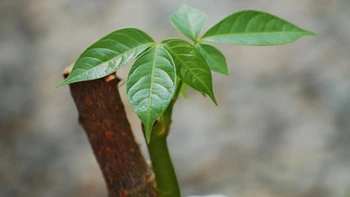 Asexual Plant Propagation
