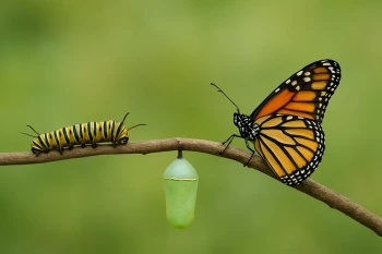 Life Cycles