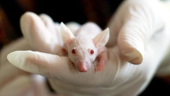 SCSS_Day12_Debate_AnimalTesting_ReadingComprehension