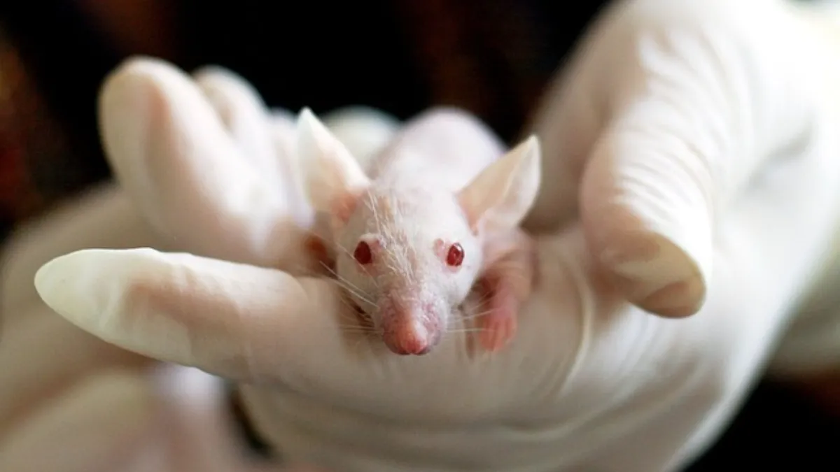 SCSS_Day12_Debate_AnimalTesting_ReadingComprehension