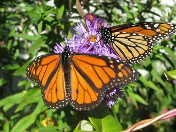 New Keystone C Milkweeds for Neveah Reading Comprehension