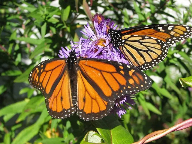 New Keystone C Milkweeds for Neveah Reading Comprehension