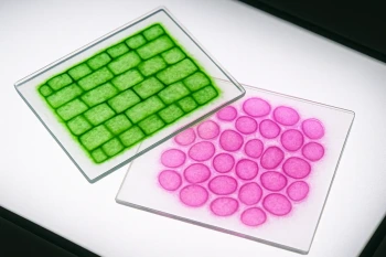 Plant Cells and Animal Cells