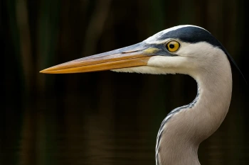 Animal Body Parts That Help Them Live