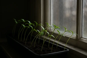How Plants Respond