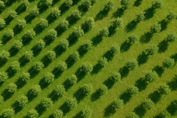 Patterns of Distribution: Density, Concentration, Dispersal and Pattern