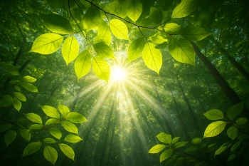 Photosynthesis