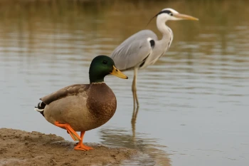 Body Parts That Help Animals Survive