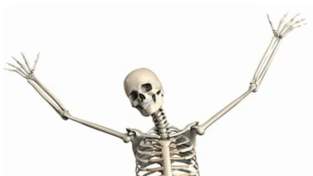 Science Revision - Bones