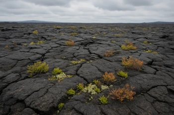 Primary and Secondary Succession