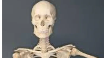 Skeletal System