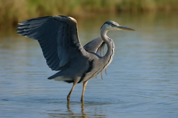 Animal Body Parts and Their Jobs