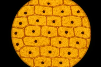 Cell Theory and Plant and Animal Cells