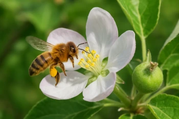 How Plants Make New Plants