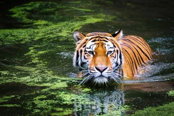 Wild Animals - ESL Beginners