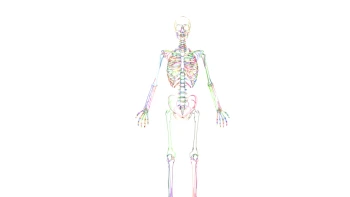 Human Skeletal System