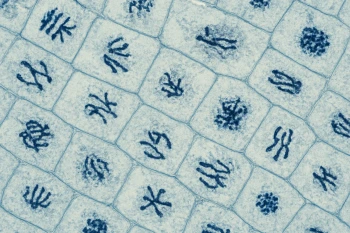 Mitosis and Meiosis