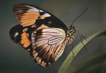 NG Inside A Brave Butterflies Vocabulary
