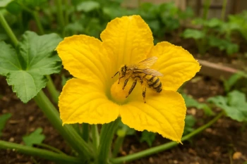 Flowers, Pollination and Plant Reproduction