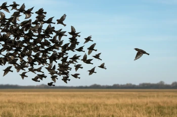 Clusters, Outliers and Nonlinear Patterns
