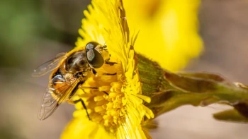 Classification of Living Things