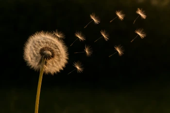 Plant Reproduction