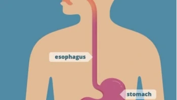 Science grade 5-Digestive system