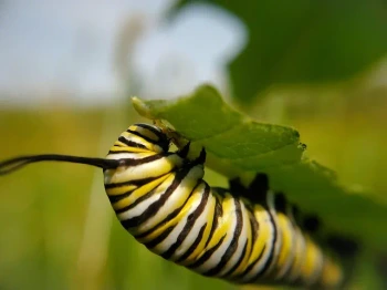New Keystone C Milkweeds for Neveah Vocabulary