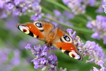 NG Inside A Brave Butterflies Reading Comprehension