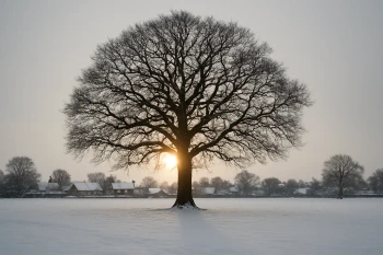 The Four Seasons