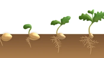 Seed and Seed Germination