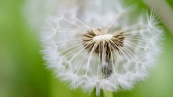 How Seeds are Spread