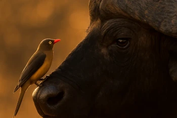 Competition, Predation and Symbiosis