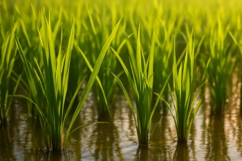 Photosynthesis