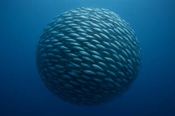 Animals That Live in Groups