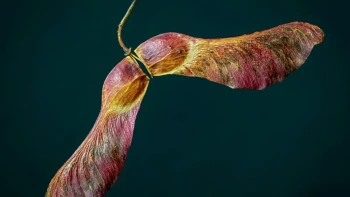 How Seeds are Spread [2]