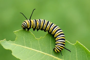 The Life Cycle of a Butterfly