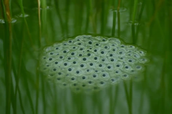 The Life Cycle of a Frog