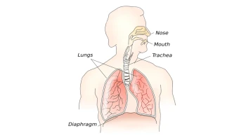 The Respiratory System