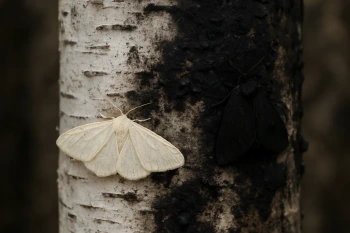 Adaptation in Real Populations
